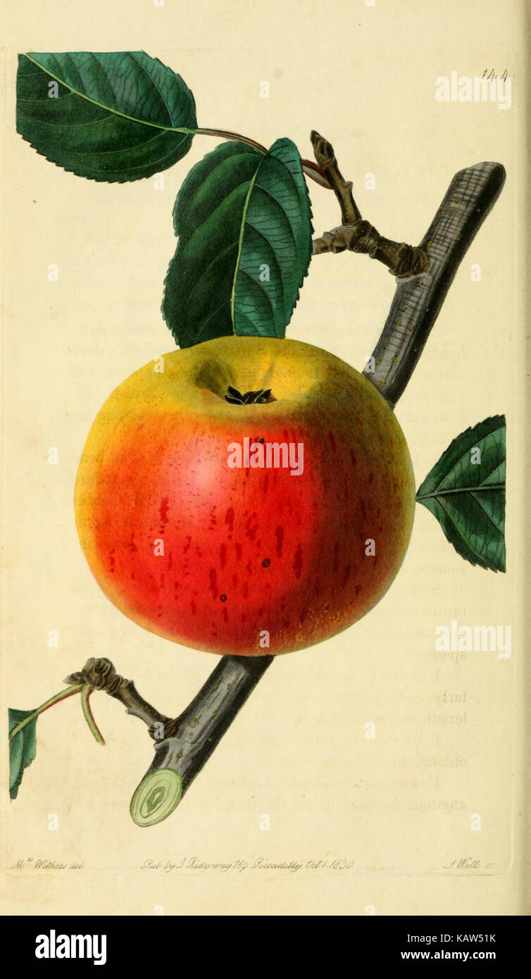 Pomology Examples Plate 144 from The Pomological Magazine, featuring illustrations of ...