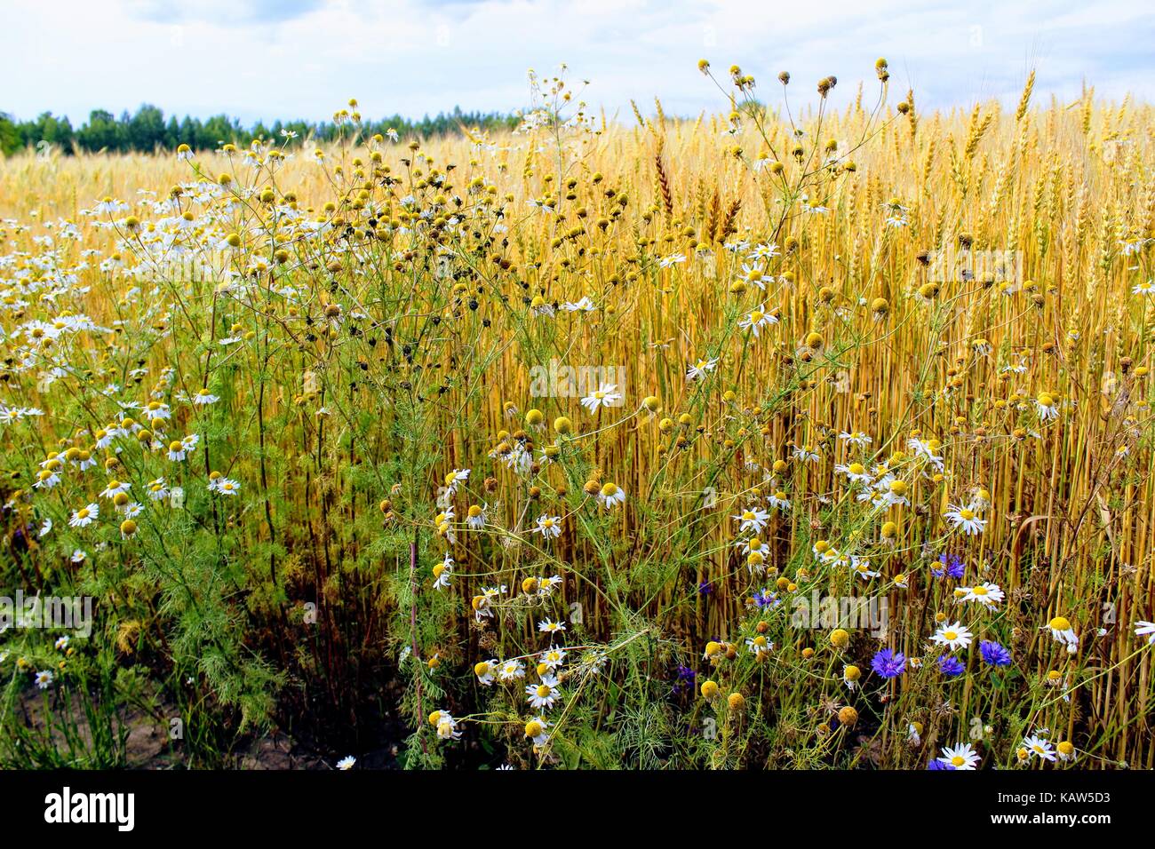 Boundless Field Hi Res Stock Photography And Images Alamy