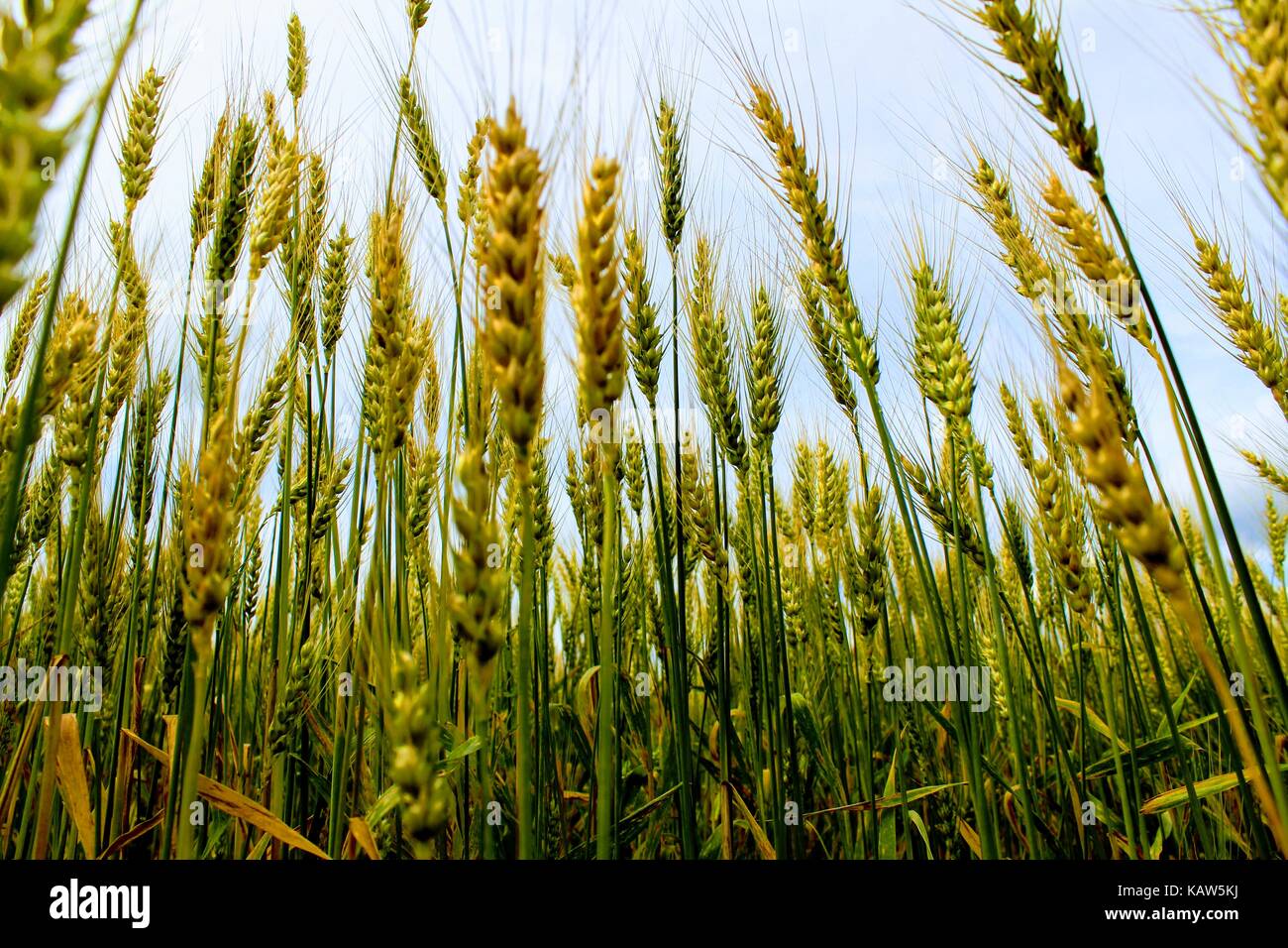 A group of wheat ears against the blue sky Stock Photo - Alamy