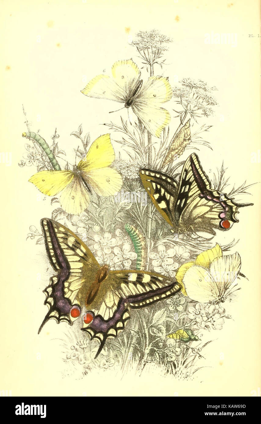 The Genera And Species Of British Butterflies 6069020903 Stock Photo the-genera-and-species-of-british-butterflies-6069020903-stock-photo
