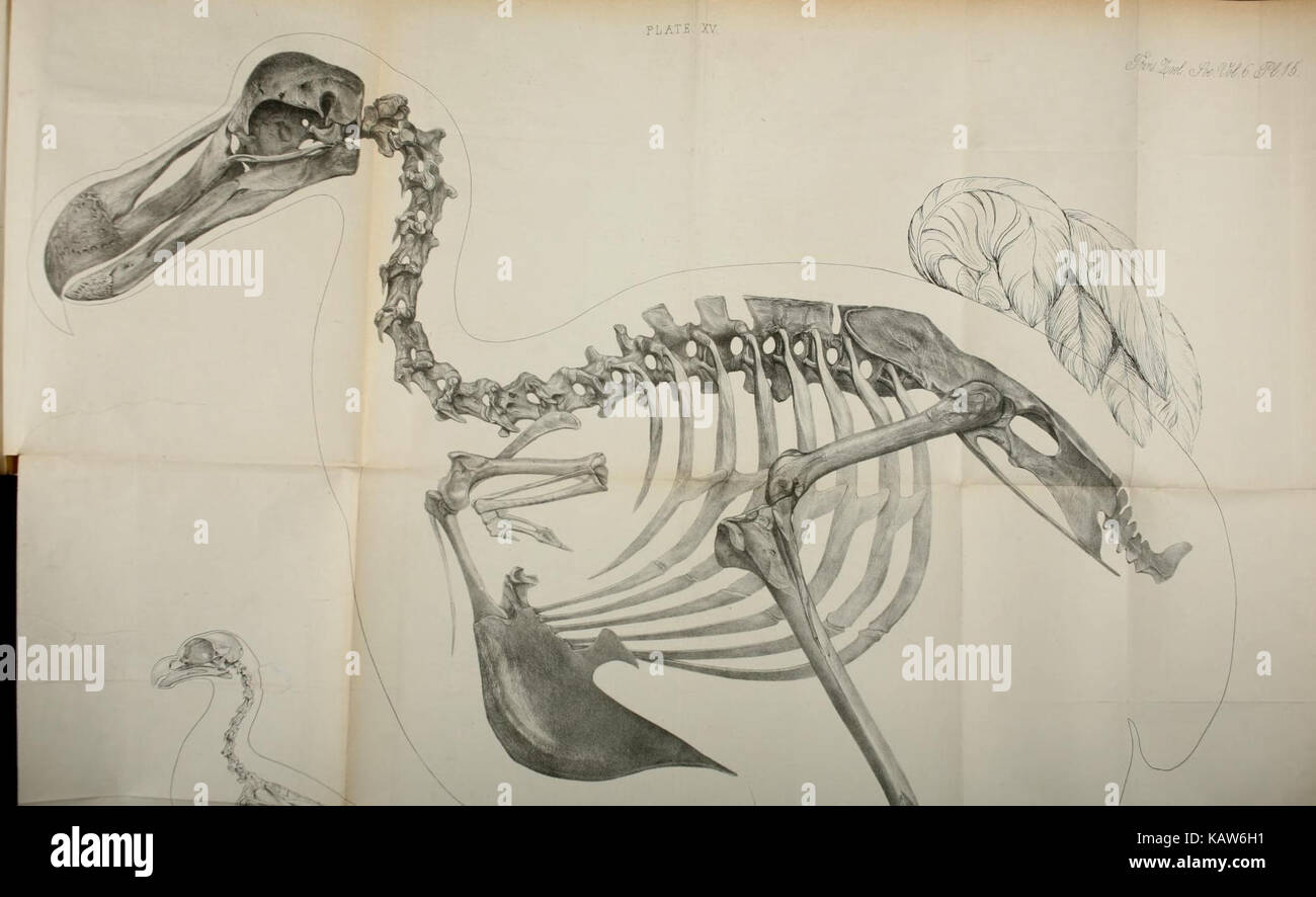 Um macaco albino do Velho Mundo, gênero Ceropithecus, vestindo um suéter no  zoológico de Londres em julho de 1922 (foto bw)