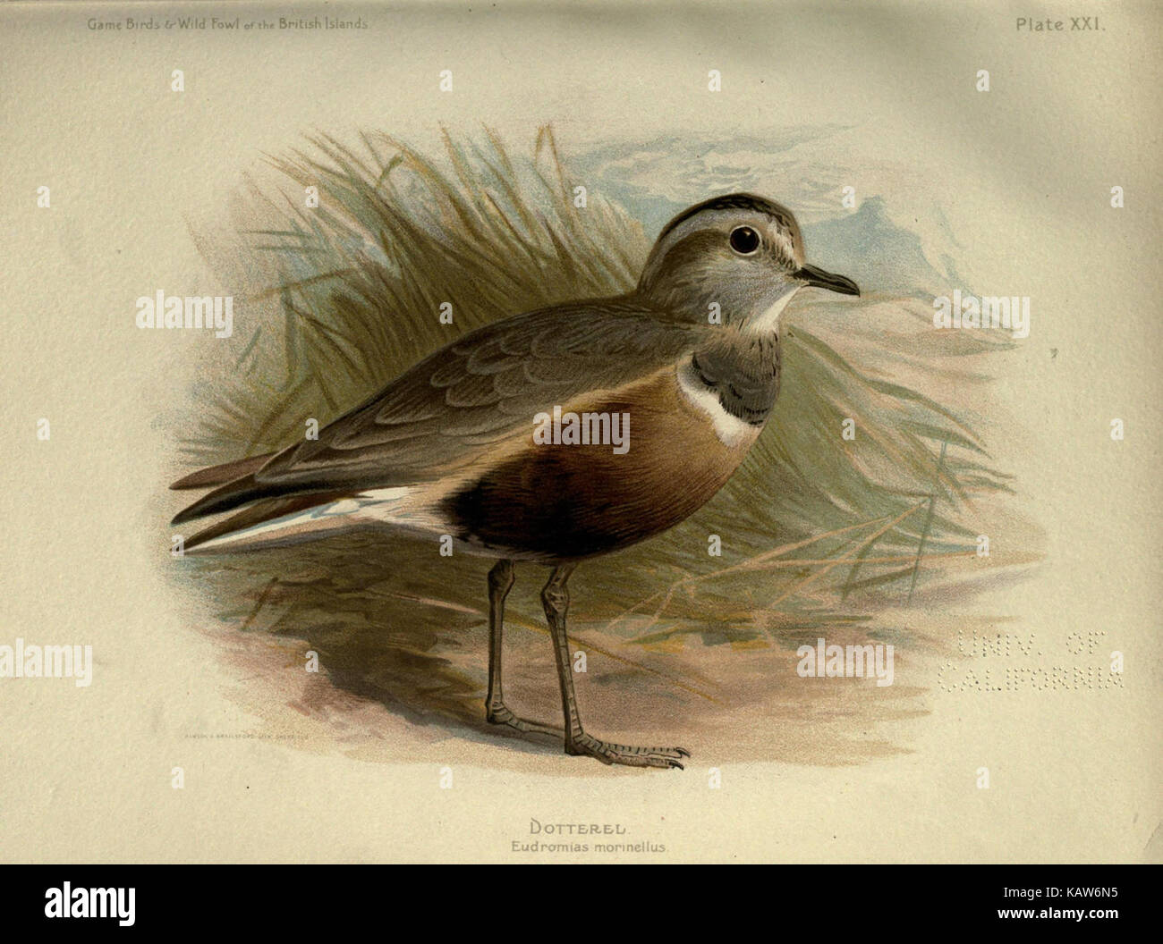 The game birds and wild fowl of the British Islands (Plate XXI) (6921467988) Stock Photo