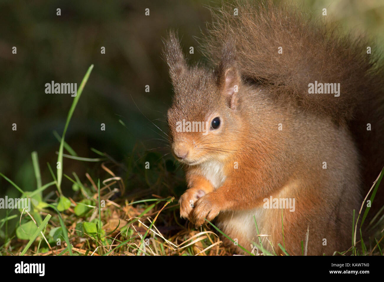 Red Squirrel (Sciurus vulgaris) in the forest, Highlands, Scotland, UK Stock Photo