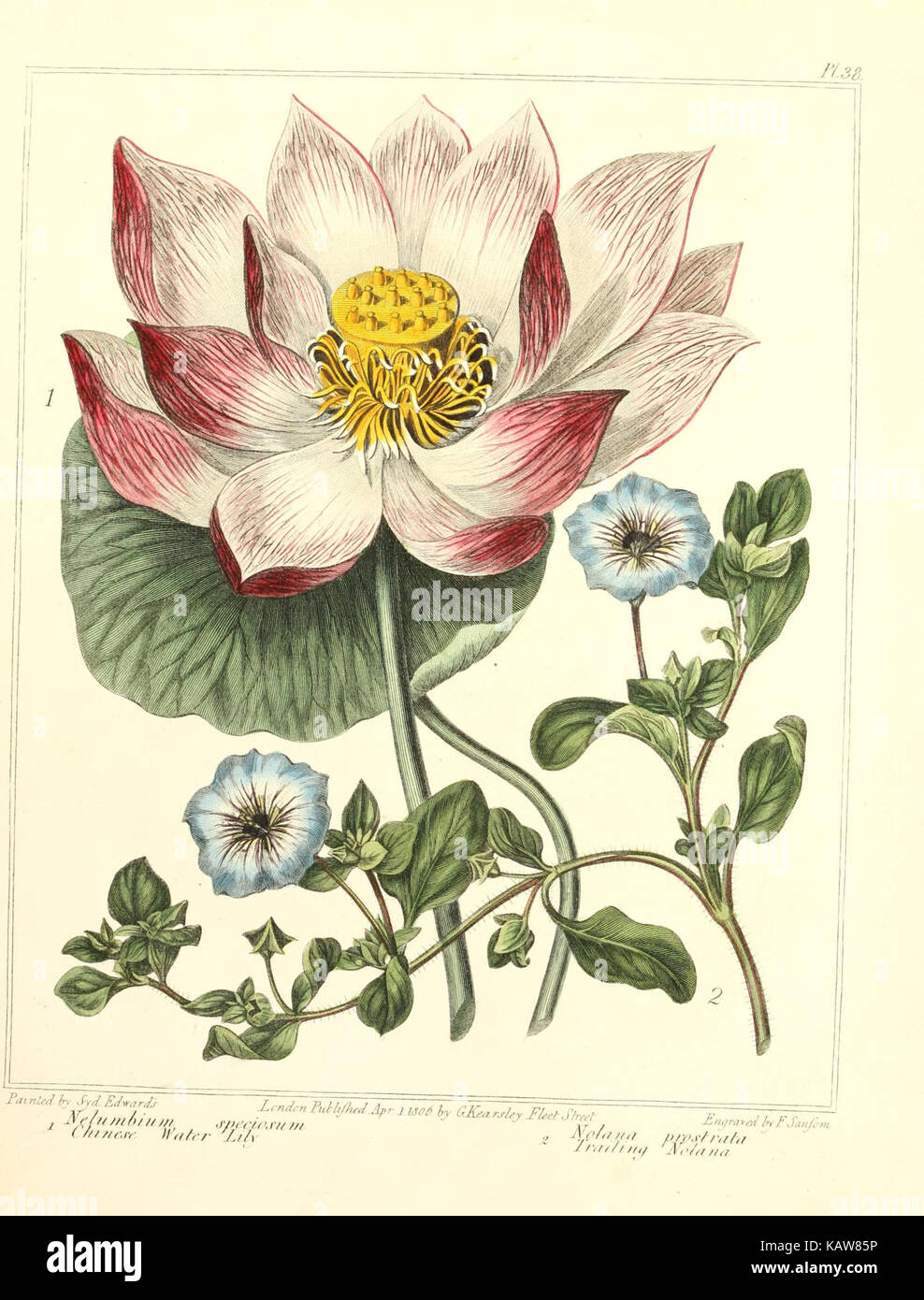 A botanical illustration from 'The New Botanic Garden' featuring plate ...