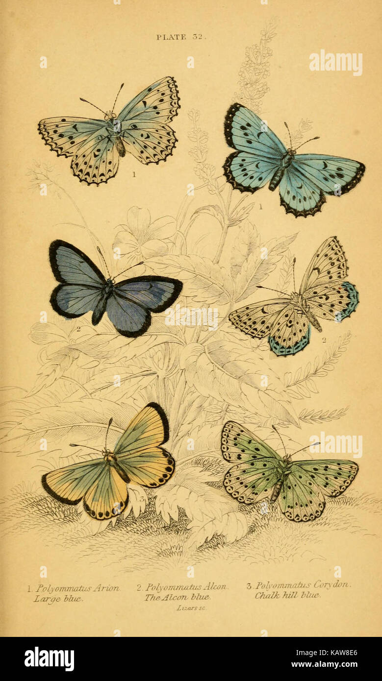 The natural history of British butterflies (Plate 32) (6077222330) Stock Photo