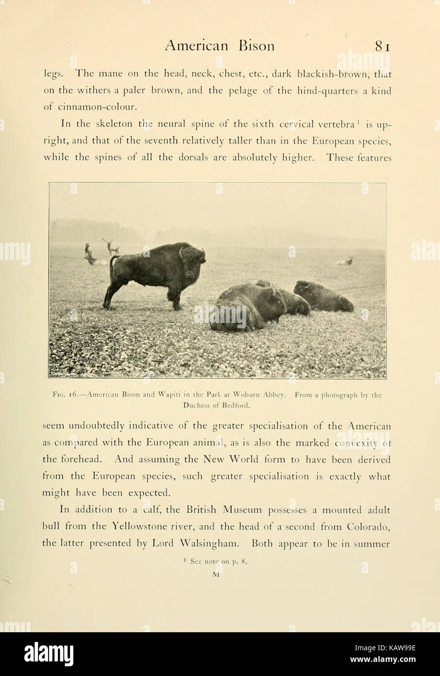 Wild oxen, sheep and goats of all lands, living and extinct (Page 81 ...