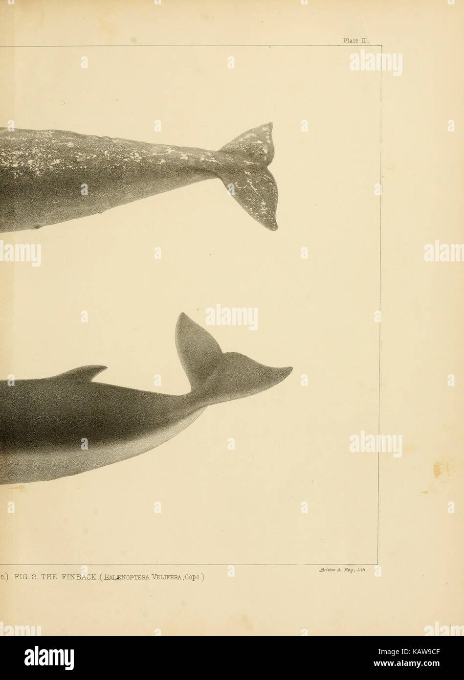 The marine mammals of the north western coast of North America (Plate ...