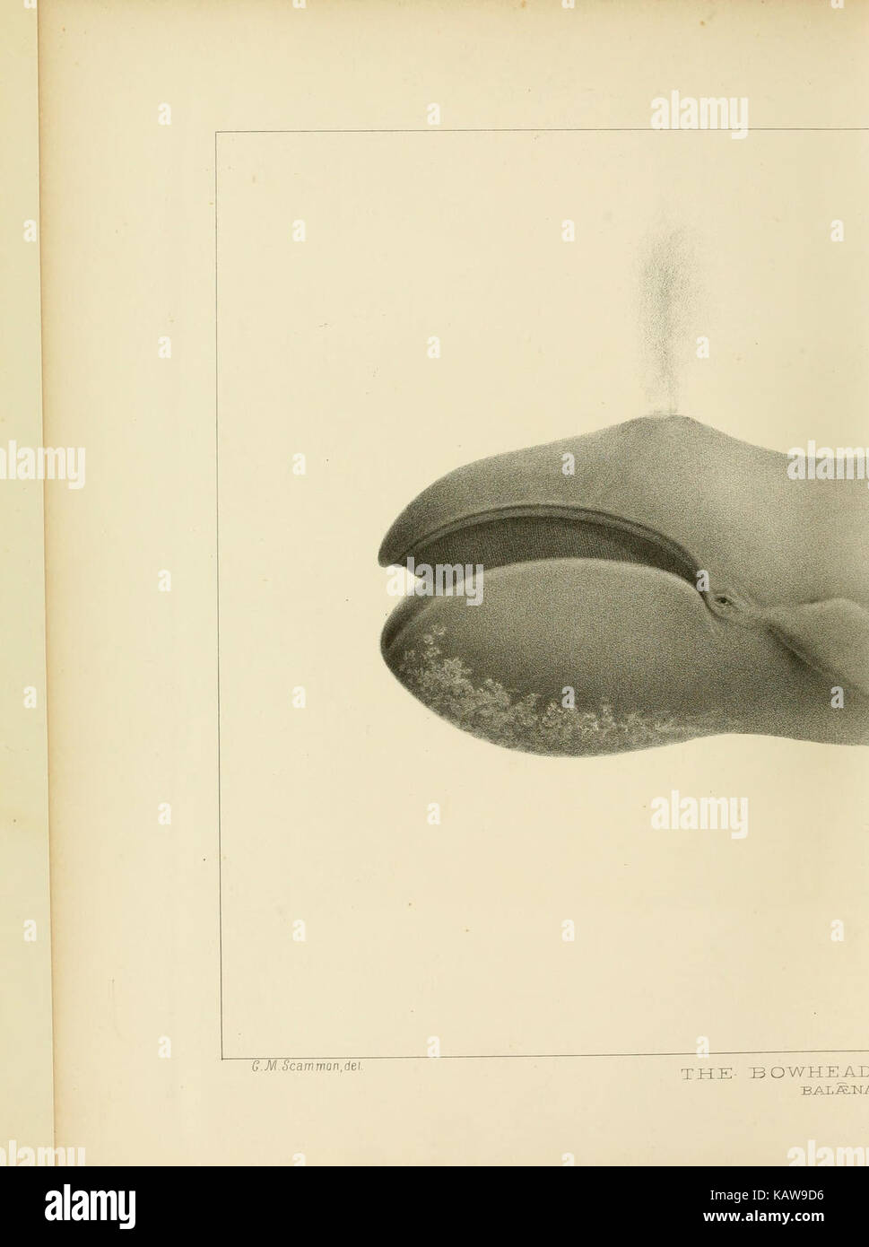 The marine mammals of the north western coast of North America (Plate ...