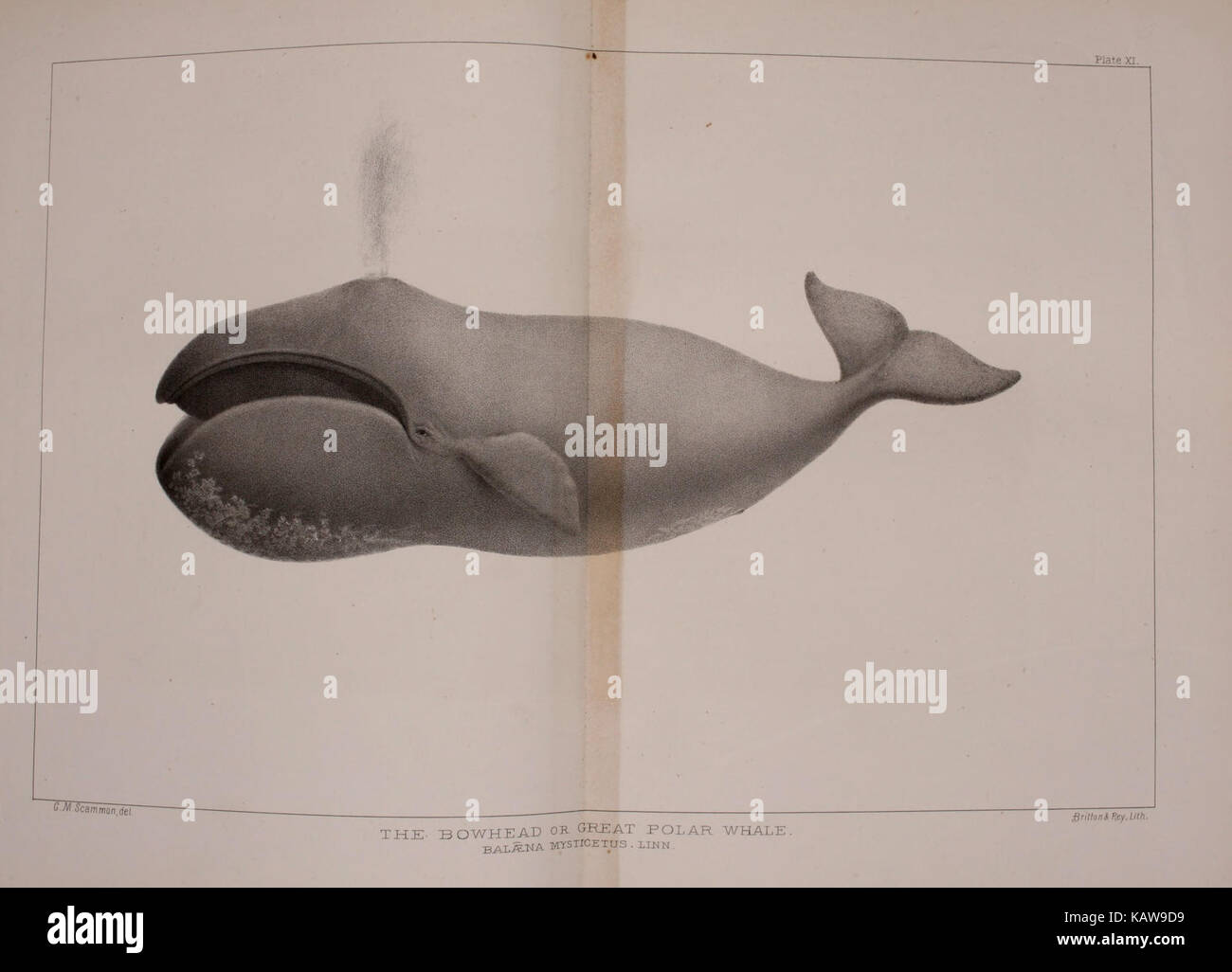 The marine mammals of the north western coast of North America (Plate ...