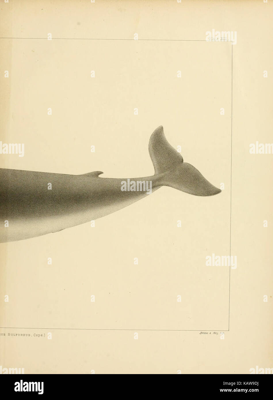 This illustration from 'The Marine Mammals of the North Western Coast ...