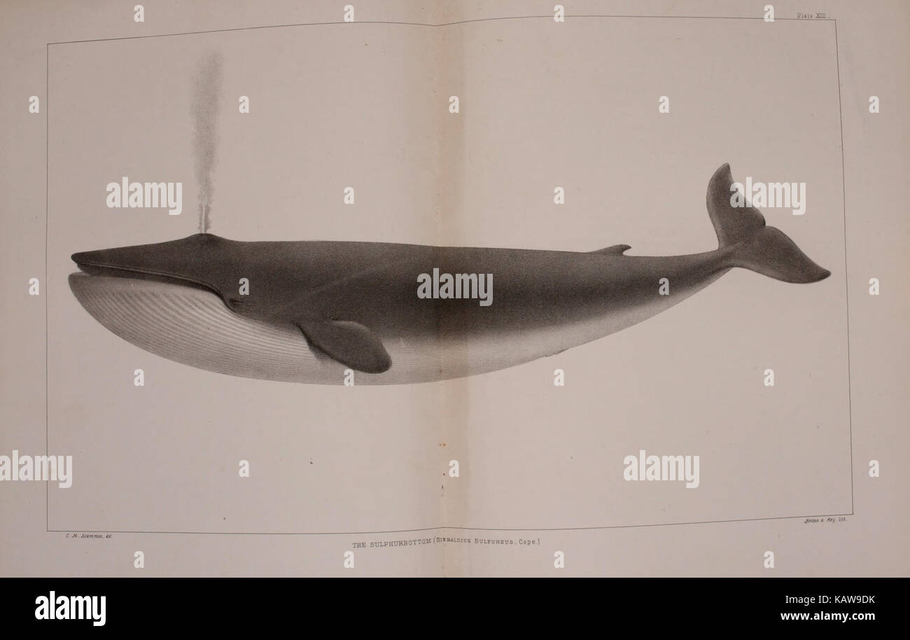 The marine mammals of the north western coast of North America (Plate ...