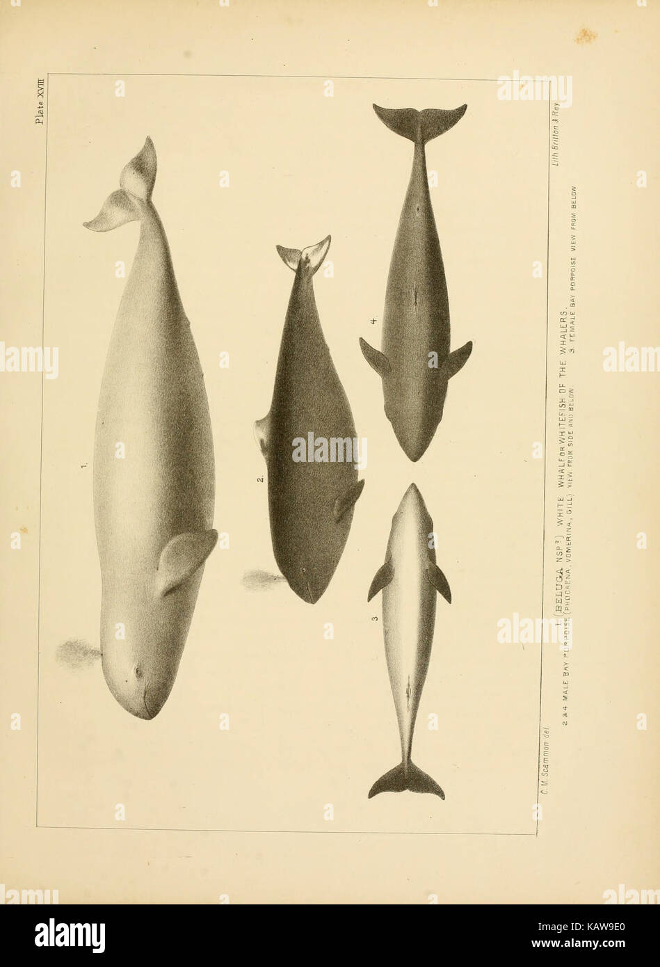 The marine mammals of the north western coast of North America (Plate ...