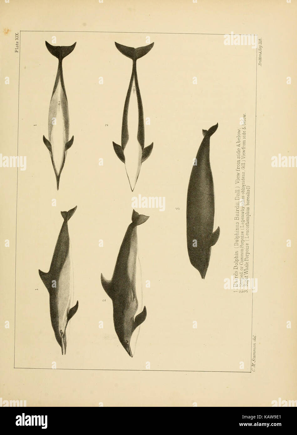 The marine mammals of the north western coast of North America (Plate ...