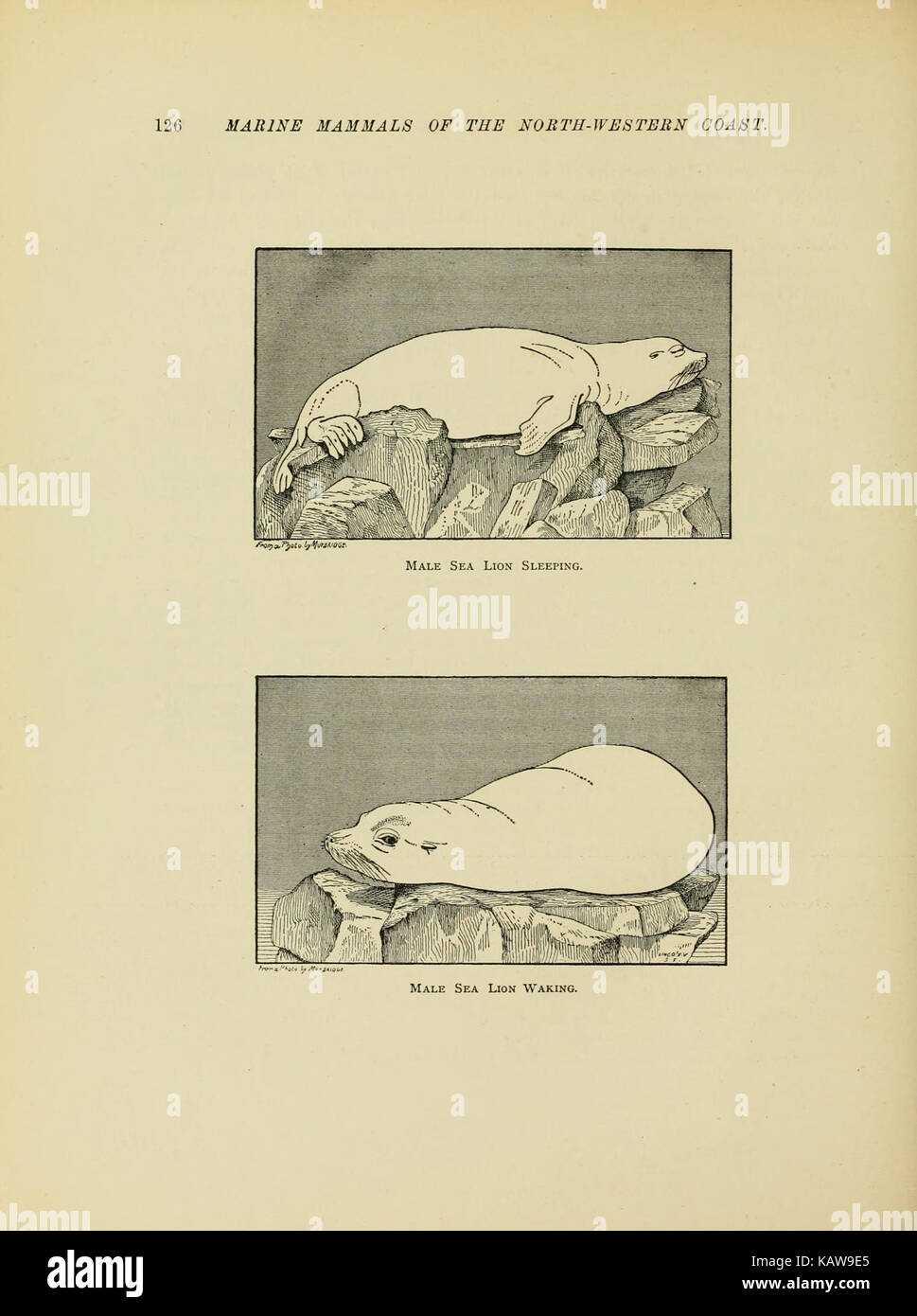 The marine mammals of the north western coast of North America ...
