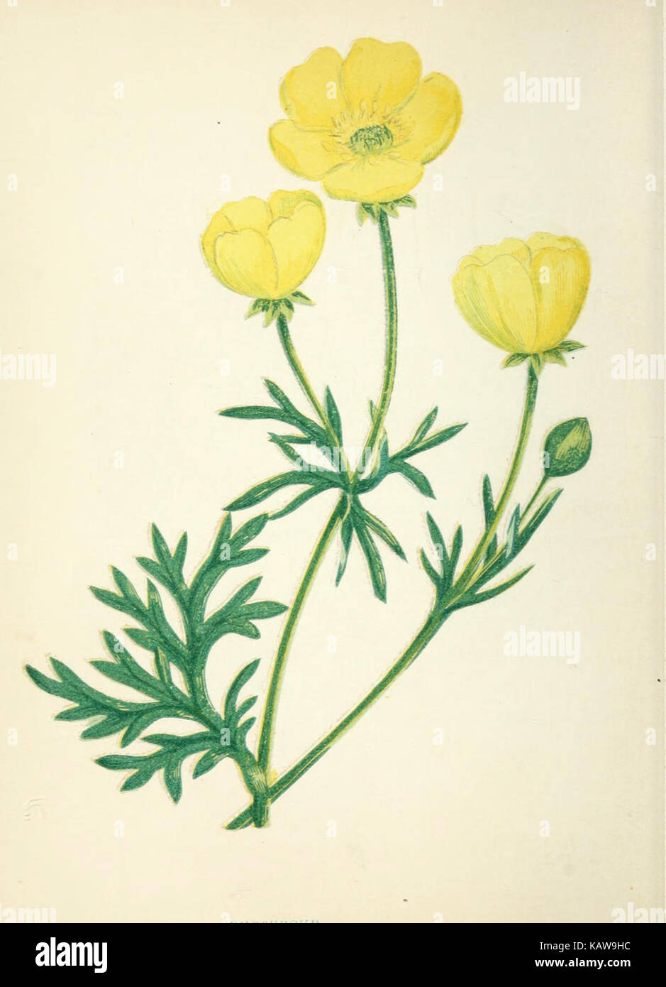 Wild flowers (Pl. 10) is an illustration from a botanical reference ...