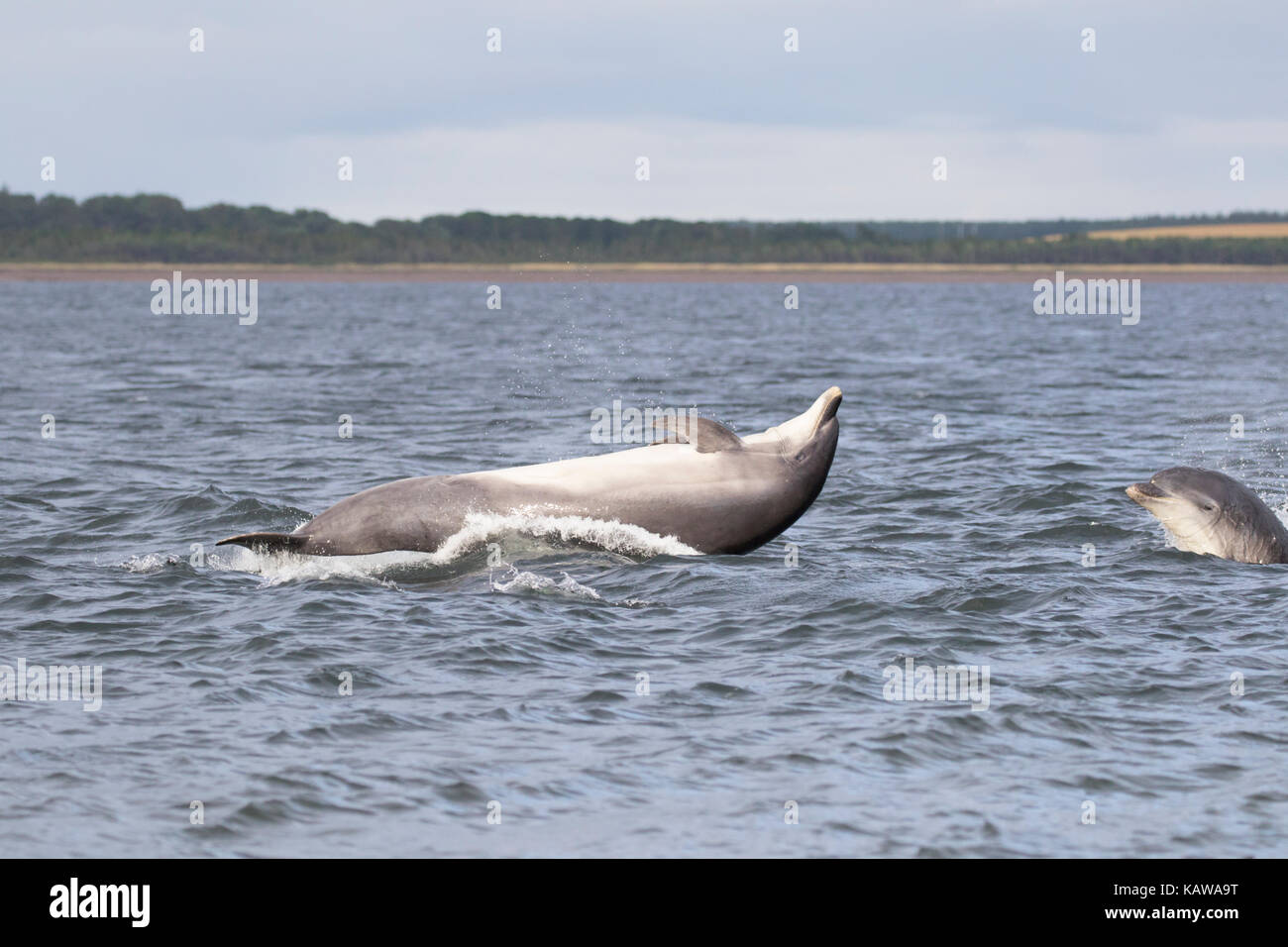 Bottlenose dolphins (Tursiops truncatus) in the Moray Firth, Chanonry Point, Black Isle, Scotland, UK, Europe Stock Photo