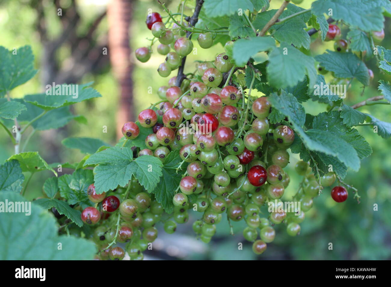 Bunches of red currants growing on a branch. Two more months and it will be possible to eat! Stock Photo