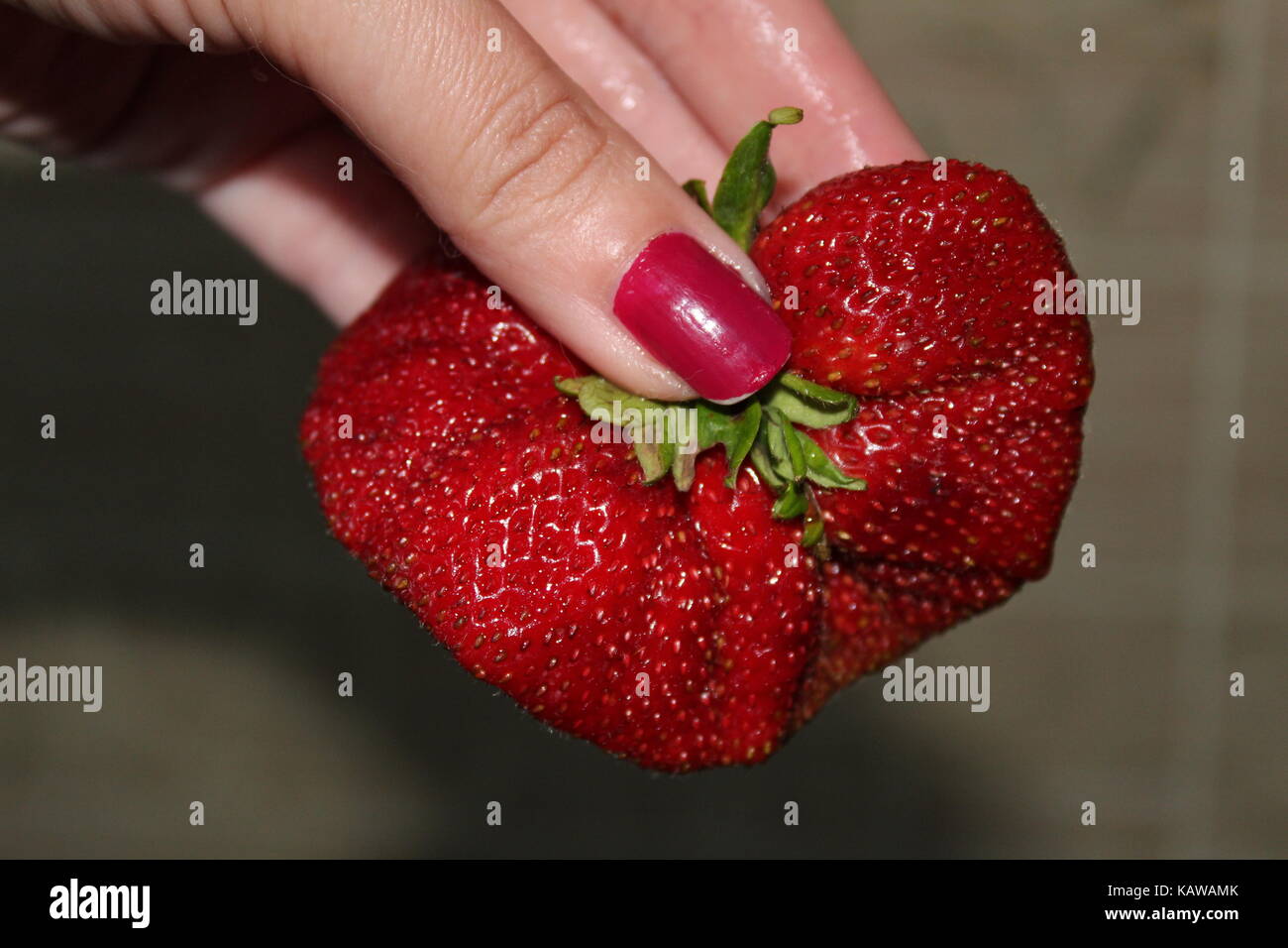 Fresh ripe strawberry in human hand Stock Photo - Alamy