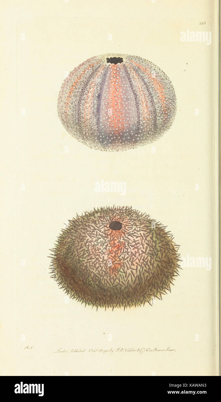 The naturalist's miscellany, or Coloured figures of natural objects BHL40296842 Stock Photo