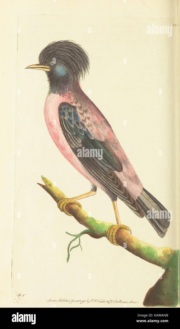 The naturalist's miscellany, or Coloured figures of natural objects BHL40296884 Stock Photo