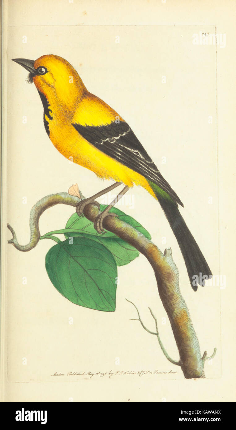 The naturalist's miscellany, or Coloured figures of natural objects BHL40296959 Stock Photo