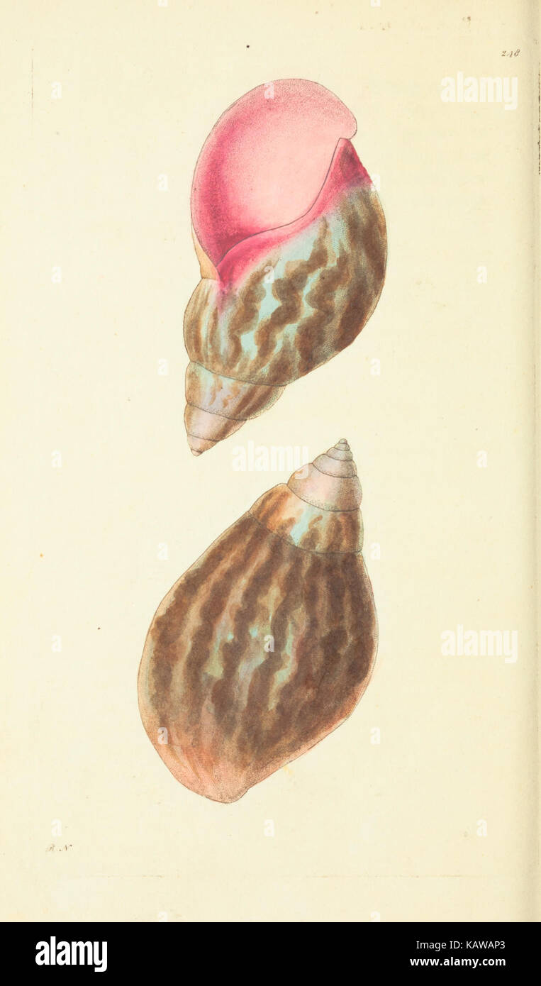 The naturalist's miscellany, or Coloured figures of natural objects BHL40296986 Stock Photo