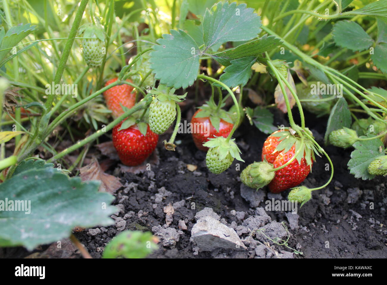 A fresh ripe strawberry grows in the garden Stock Photo - Alamy