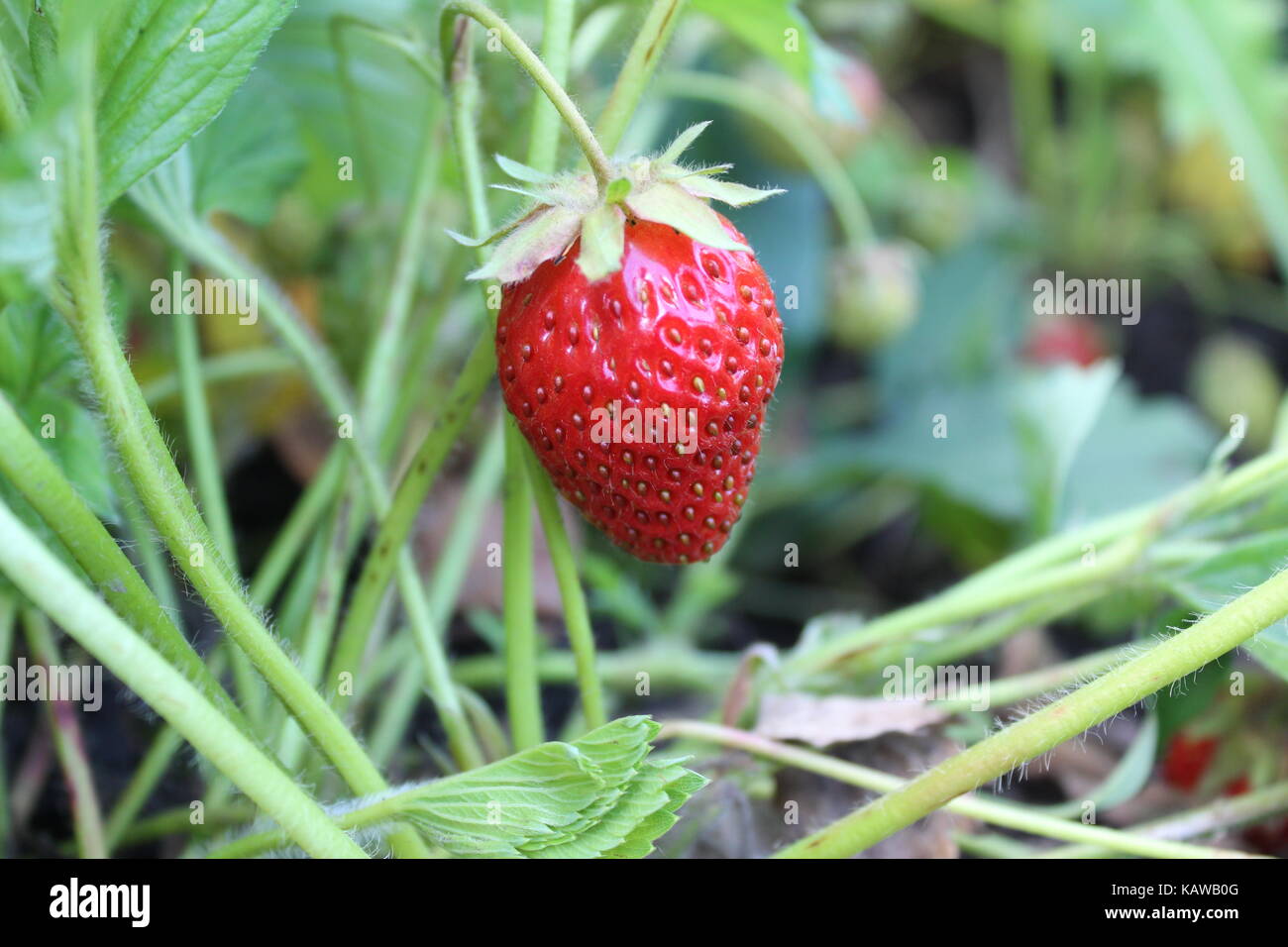 A fresh ripe strawberry grows in the garden Stock Photo - Alamy