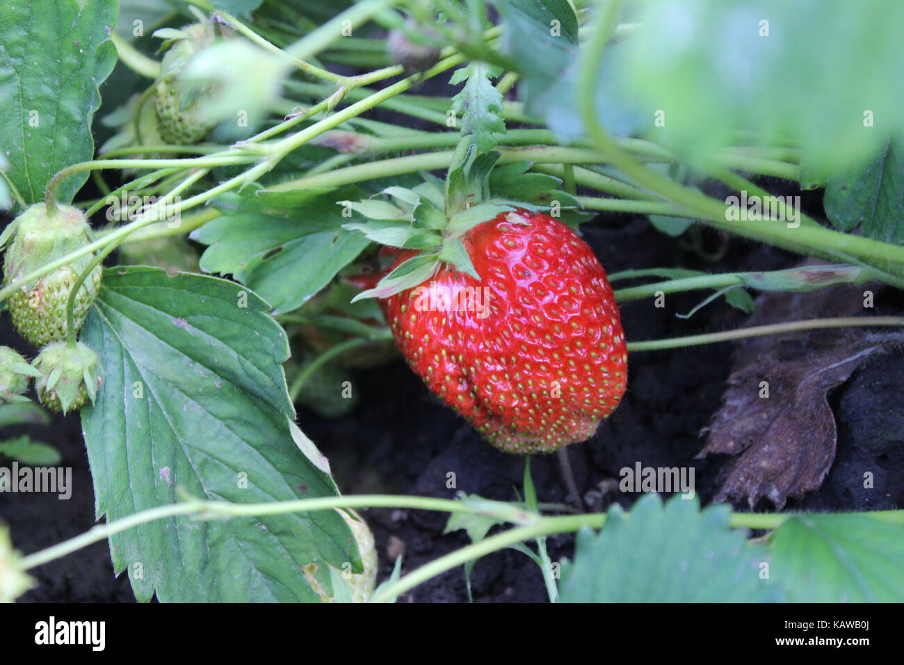 A fresh ripe strawberry grows in the garden Stock Photo - Alamy
