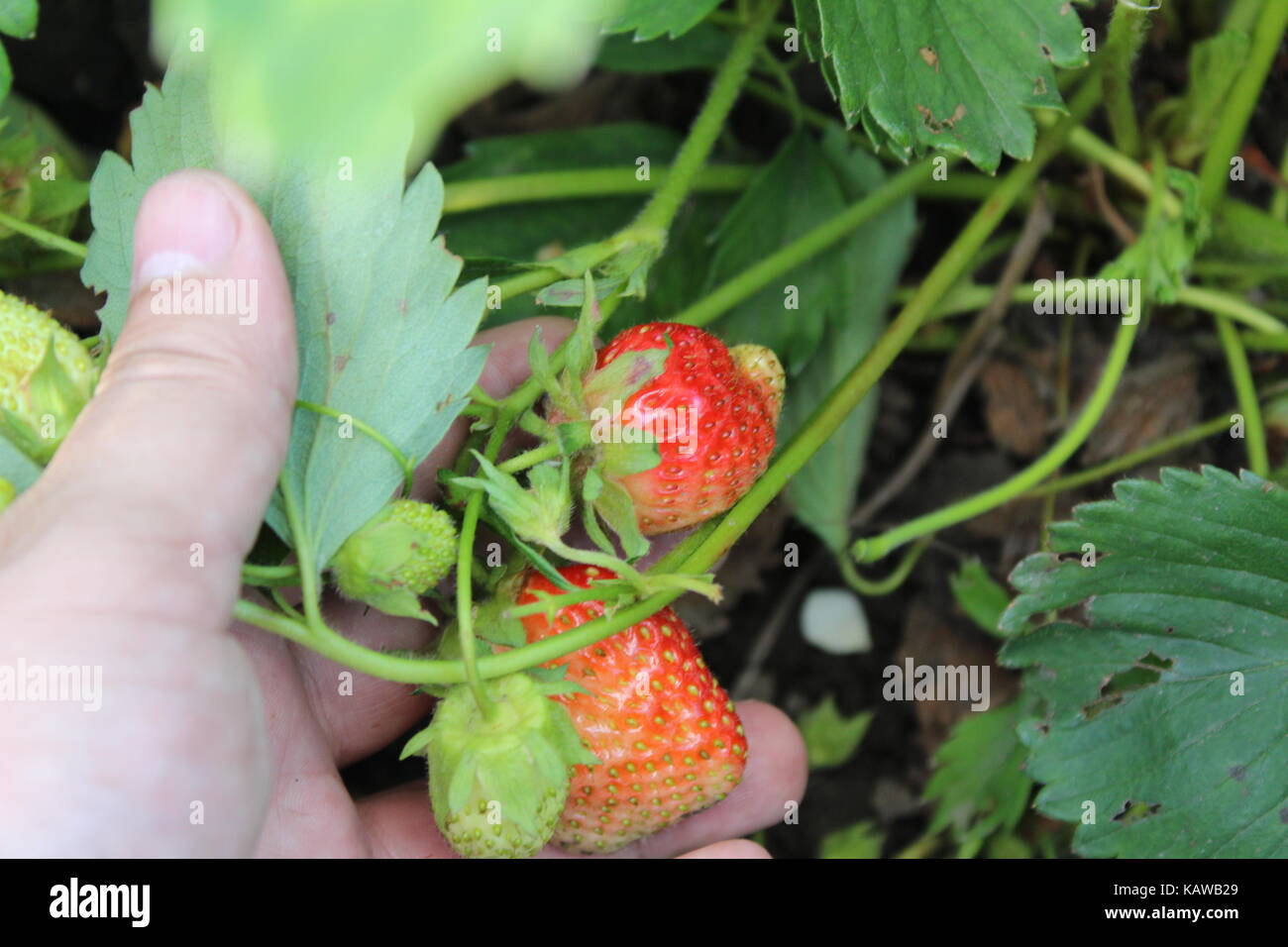 A fresh ripe strawberry grows in the garden Stock Photo - Alamy