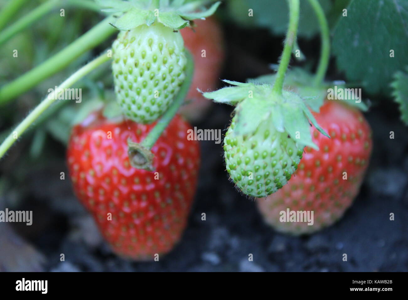 A fresh ripe strawberry grows in the garden Stock Photo - Alamy