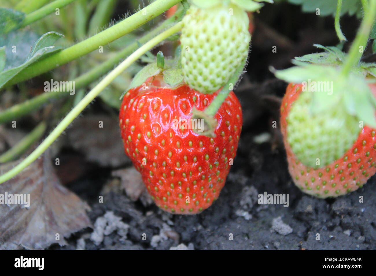 A fresh ripe strawberry grows in the garden Stock Photo - Alamy