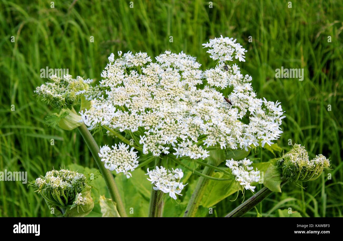Snow-white inflorescences of hemlock against the background of tall grass. Stock Photo