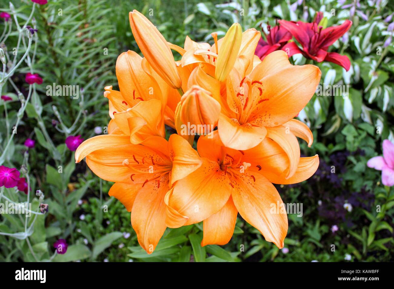 Orange lily growing in a private garden Stock Photo Alamy