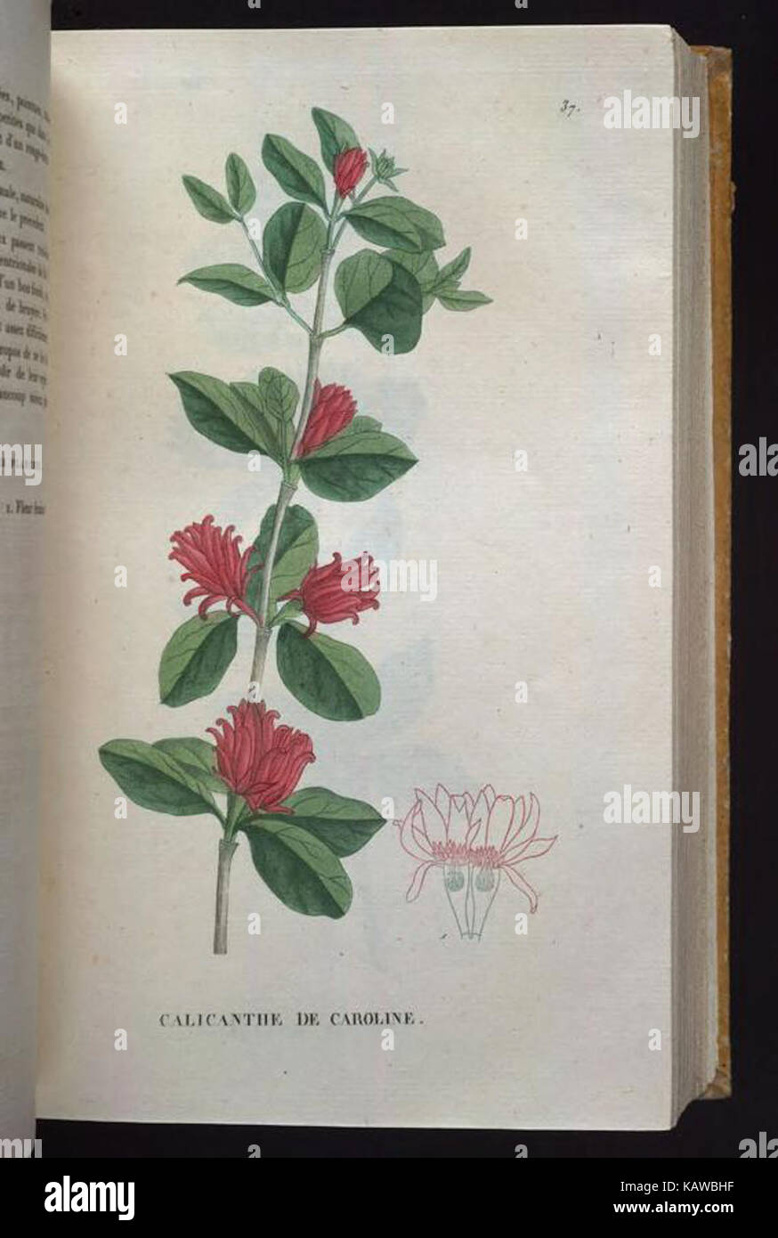 Traite des arbrisseaux et des arbustes cultives en France et en pleine