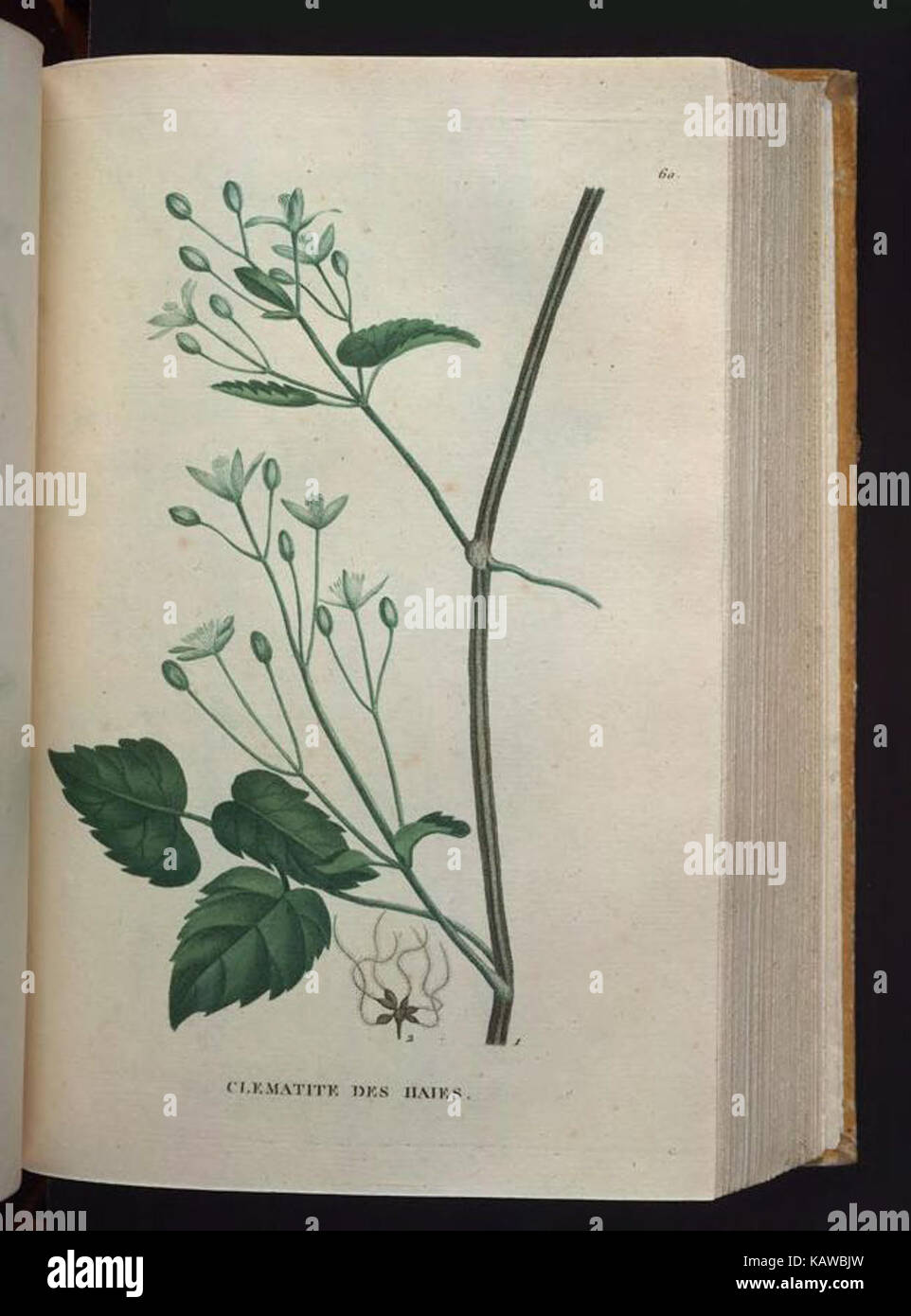 Traite des arbrisseaux et des arbustes cultives en France et en pleine