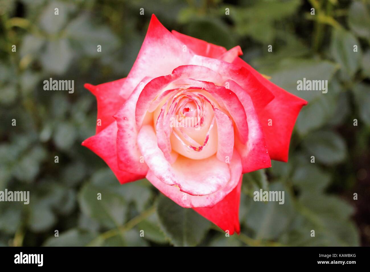 A beautiful red rose growing in the garden. Stock Photo