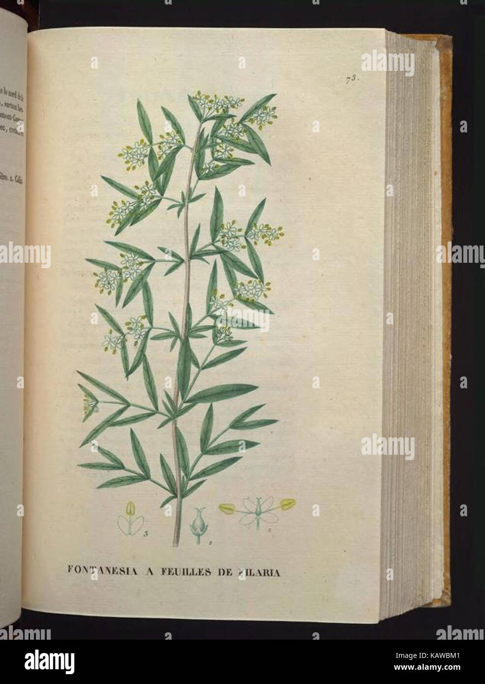 Traite des arbrisseaux et des arbustes cultives en France et en pleine