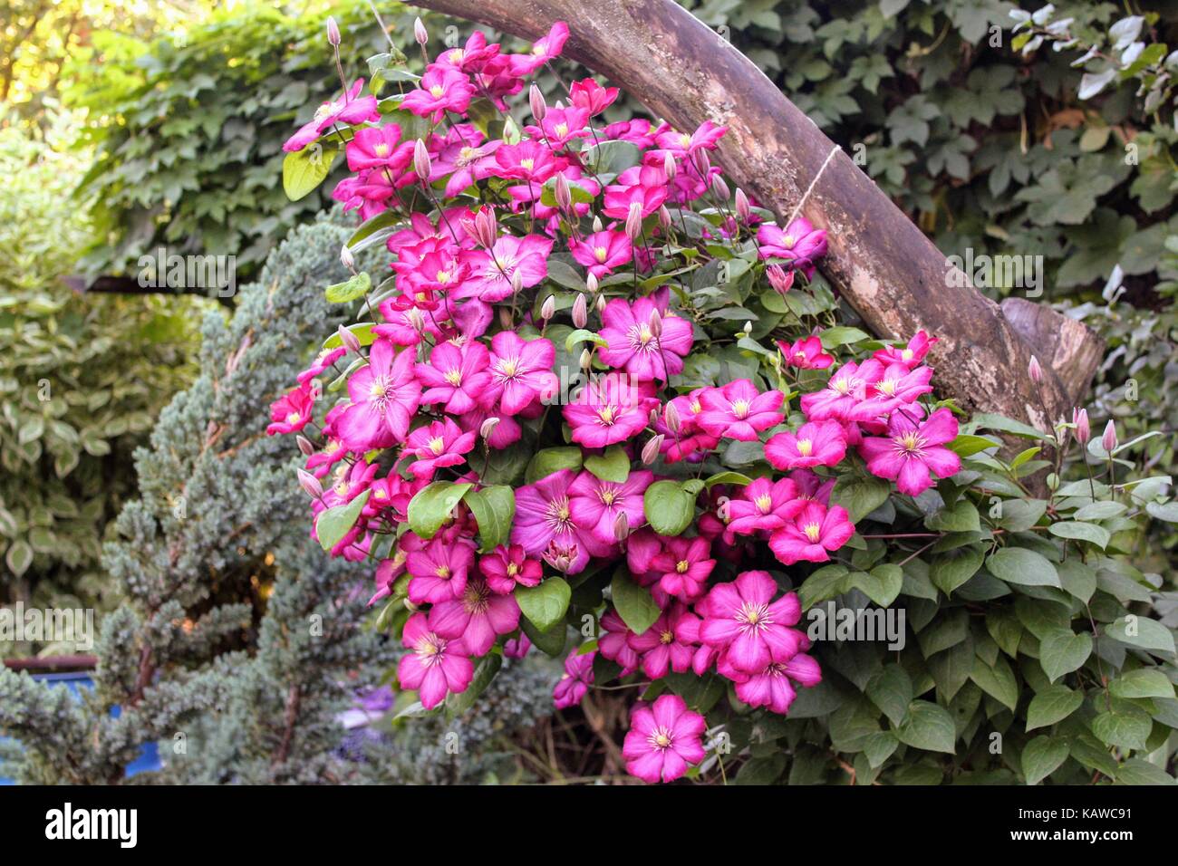 Clematis flowers tied to the trunk of a tree in a private garden. Stock Photo