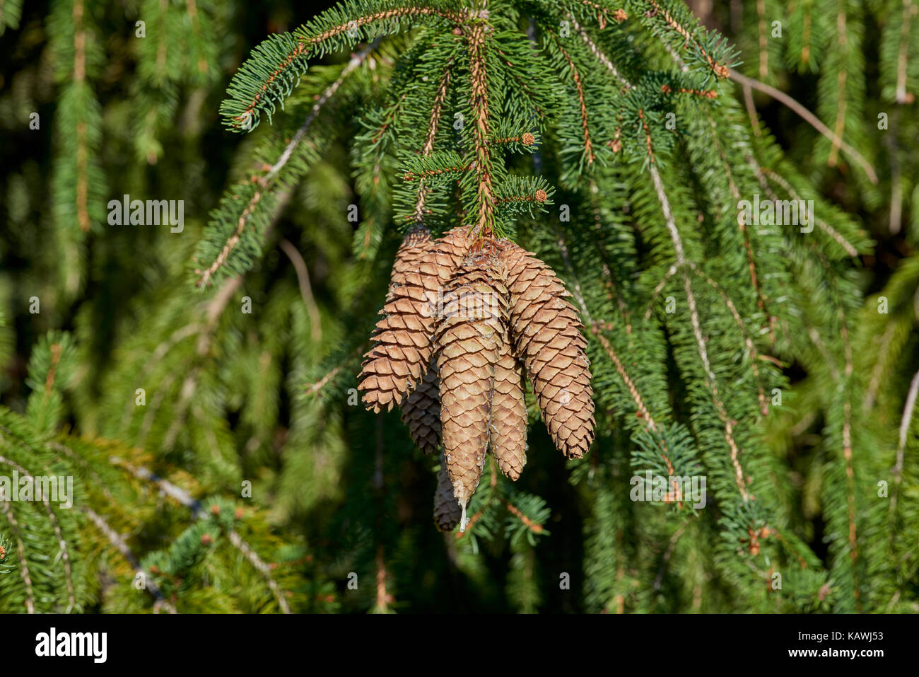 Pine Cones From Norway Spruce And Red Pine Trees Stock Photo Alamy