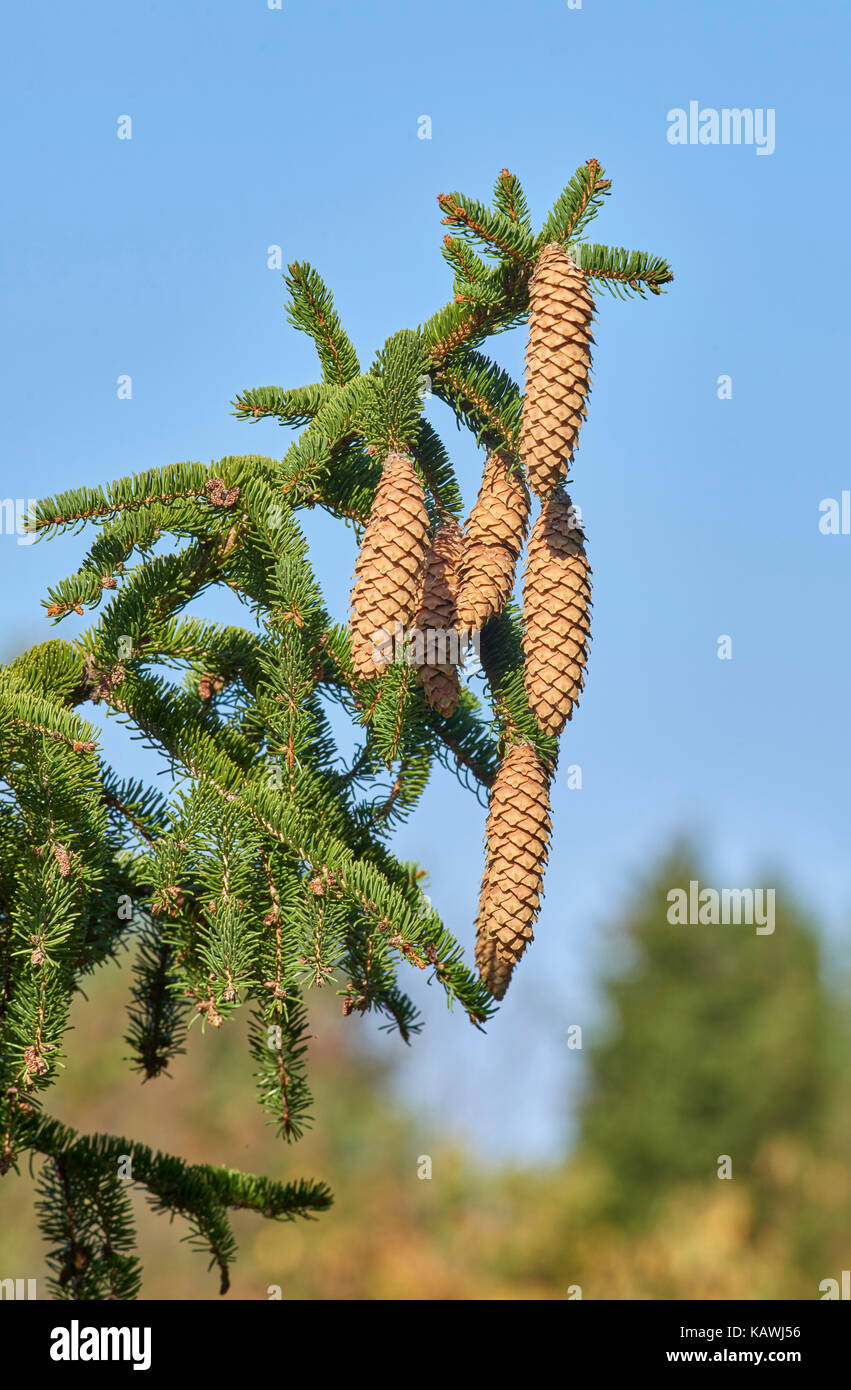 Pine Cones from Norway Spruce and Red Pine Trees Stock Photo