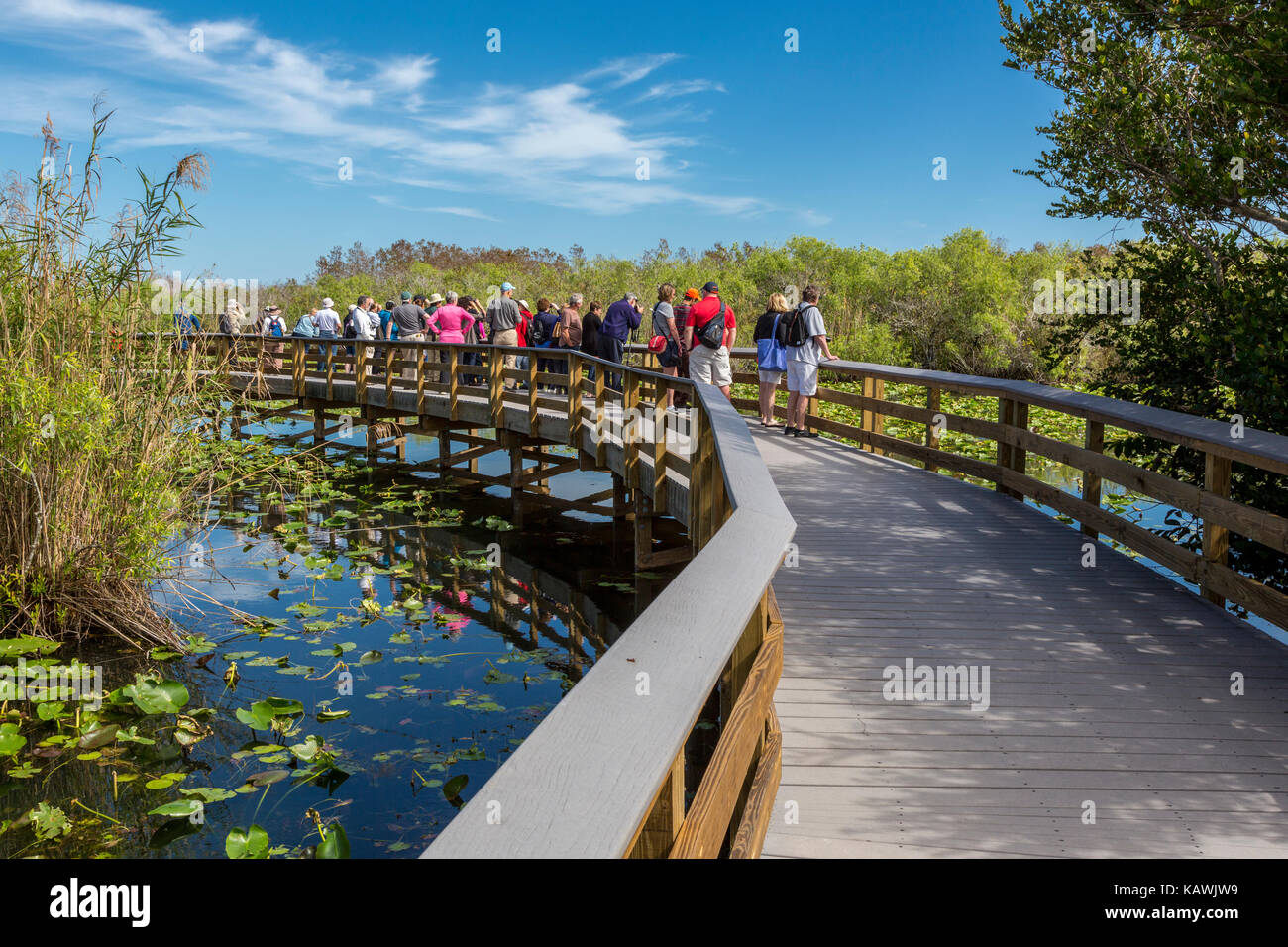 Everglades National Park, Florida.  Visitors on the Anhinga Trail Elevated Board Walk. Stock Photo