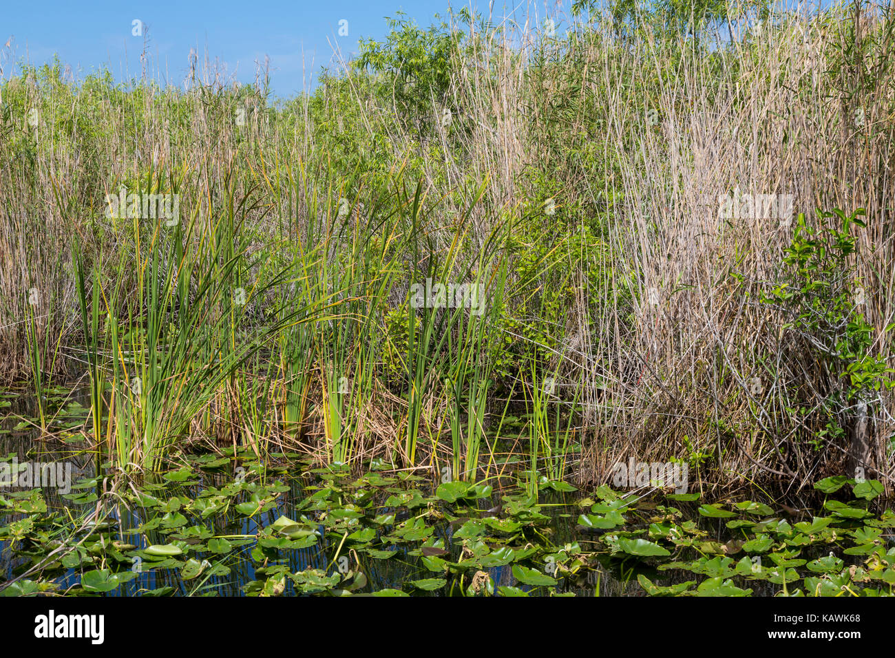 Everglades National Park, Florida.  Wetlands Vegatation from the Anhinga Trail Boardwalk. Stock Photo