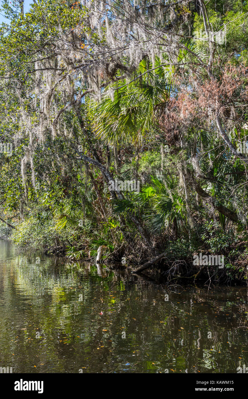 Homosassa Springs Wildlife State Park, Florida, USA. Florida Gulf Coast Vegetation, Pepper Creek.  Spanish Moss. Stock Photo
