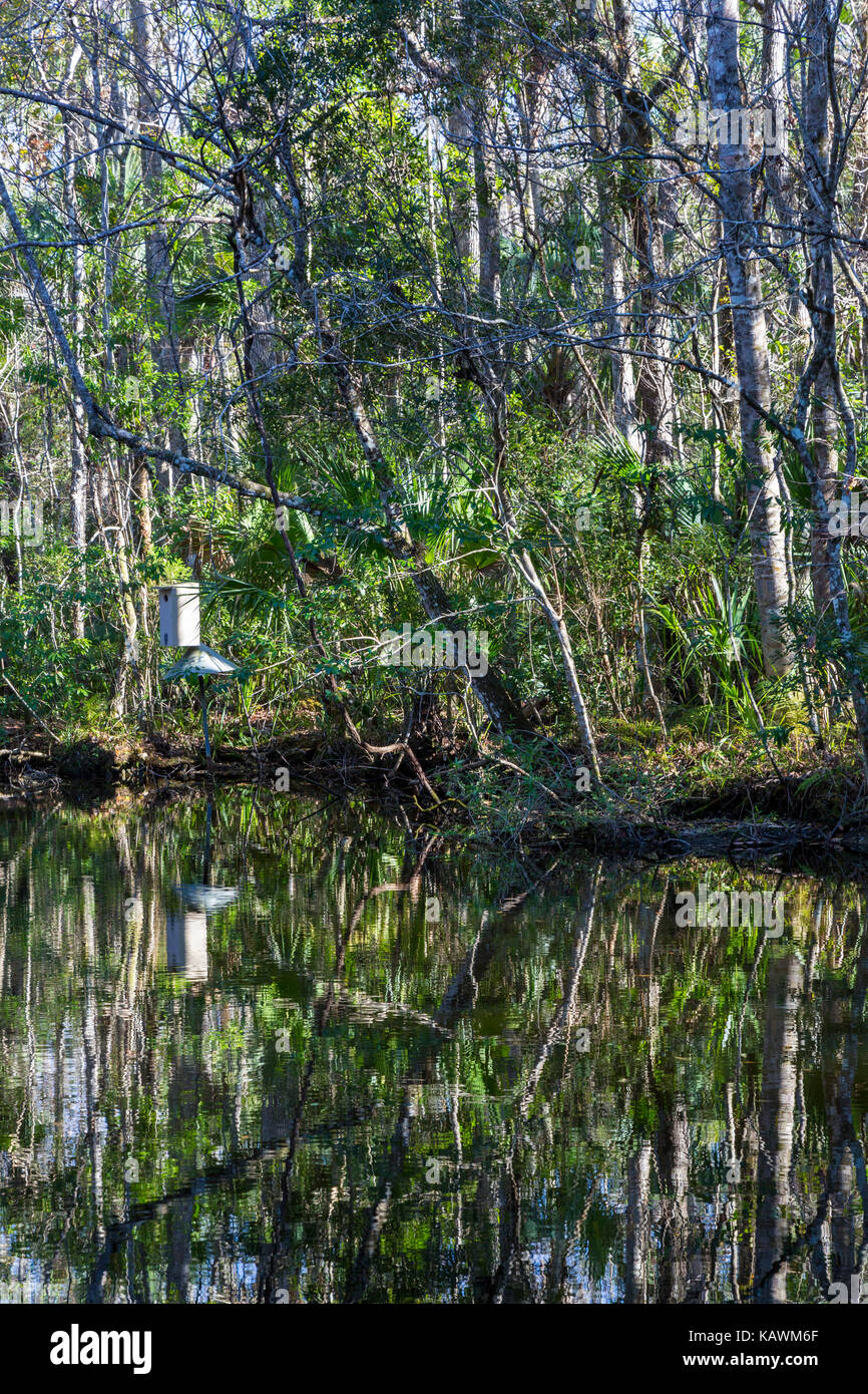 Homosassa Springs Wildlife State Park, Florida, USA. Florida Gulf Coast Vegetation, With House for a Wood Duck Plus Snake Protector.  Pepper Creek. Stock Photo