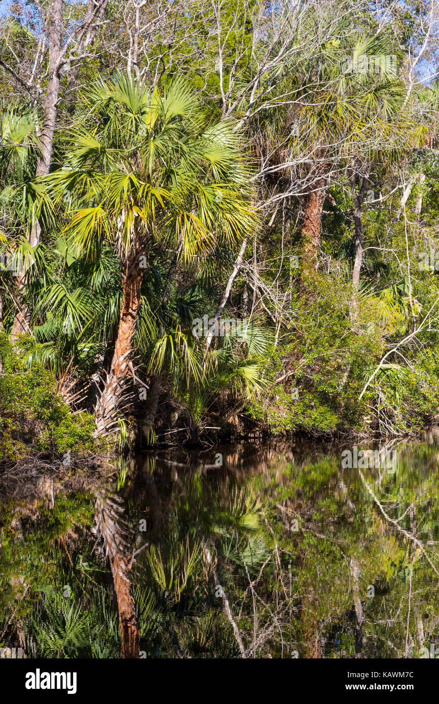 Homosassa Springs Wildlife State Park, Florida, USA. Florida Gulf Coast Vegetation, Sabal Palm.  Pepper Creek. Stock Photo