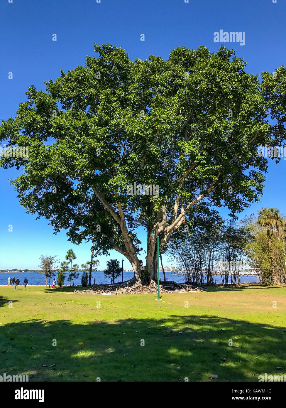Ft. Myers, Florida, USA.  Mysore Fig Tree (ficus drupacea), Edison and Ford Winter Estates.  FOR EDITORIAL USE ONLY. Stock Photo