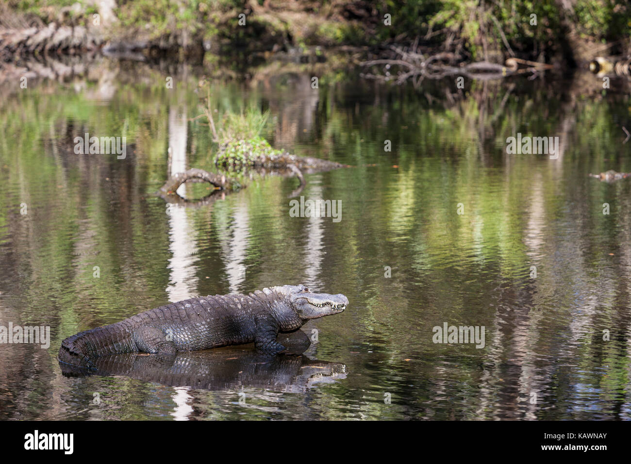 Alligator, Homosassa Springs State Park, Florida. American Alligator Stock Photo Alamy