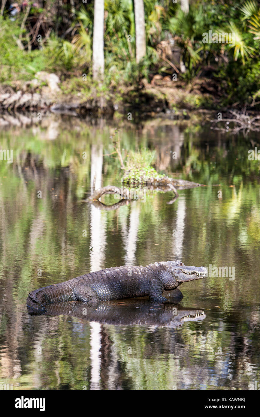 Alligator, Homosassa Springs State Park, Florida. American Alligator Stock Photo Alamy