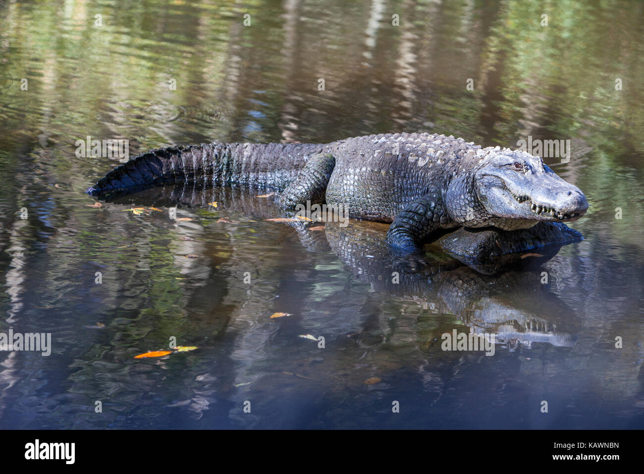 Florida State Reptile